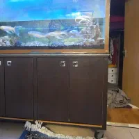 آکواریوم|ماهی|تهران, تهرانپارس شرقی|دیوار