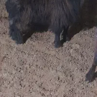 بزکهره دار ومیش بره دار وبزخشک