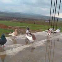 فروش چند عدد کبوتر