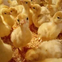 فروش جوجه بوقلمون