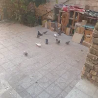 کبوتر|پرنده|اصفهان, باغ فدک|دیوار