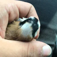 قناری نر سهره محاجر|پرنده|اردبیل, |دیوار