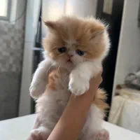 واگذاری پرشین هیمالین