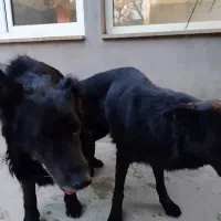 ژرمن بلک شپرد اصیل|سگ|صفادشت, |دیوار