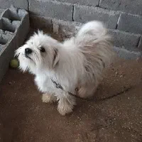 سگ شیتزو معاوضه با عروس هلندی|سگ|خرمآباد, |دیوار