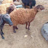 کاور افشاری اصل همه مایه دار|حیوانات مزرعه|تربت جام, میان جام|دیوار