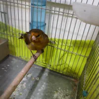 سره قناری دهندار