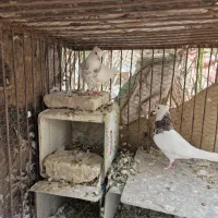 ۳ تا کبوتر طوقی ه ف ت رنگ