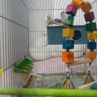 پرنده مرغ عشق|پرنده|چرداول, |دیوار