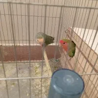 طوطی برزیل جفت
