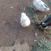 اردک|حیوانات مزرعه|یاسوج, |دیوار