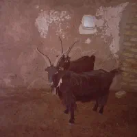 بز شیرازی جفت آبستن