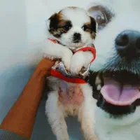 پامرین/مالتیز/شیتزو|سگ|اردبیل, |دیوار