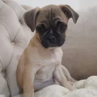 من یه پاپی بامزم