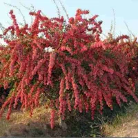 فروش نهال زرشک پفکی ۲ساله