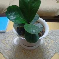 گل آپارتمانی