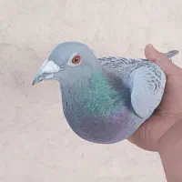 زریی پلاک عراق