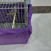 پرنده|پرنده|قدس, شهر‌قدس|دیوار