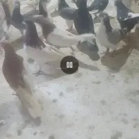 سلام خدمت دوستان عزیز کفتر پرشی