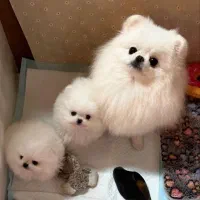 واگذاری پامرین واگذاری فانتزی