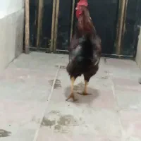 خروس سیاه|حیوانات مزرعه|ماهدشت, |دیوار