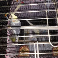 عروس هلندی مولد