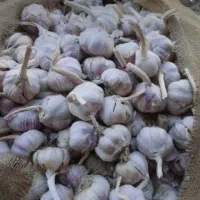 سیر محلی