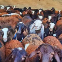 بره نر و ماده|حیوانات مزرعه|برخوار, |دیوار