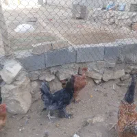 حیوانات مزرعه|حیوانات مزرعه|سوق, |دیوار