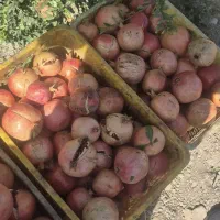 انار ساوه ابگیری رپ بالای ۱۰۰ کیلو ارسال درب منزل|خوردنی و آشامیدنی|محمدشهر, ولدآباد|دیوار