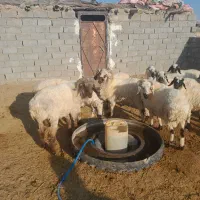 بره و شیشک فروشی سربیشه|حیوانات مزرعه|سربیشه, |دیوار