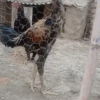 جوجه خروس لاری