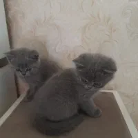 گربه پرشین اسکاتیش مشگی|گربه|ری, دولت‌آباد|دیوار