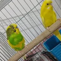 مرغ عشق هلندی