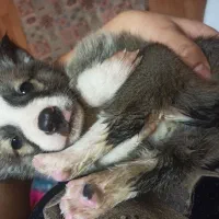 واگذاری توله سگ رایگان|سگ|نوشهر, |دیوار