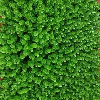 آویز ریسه و فنس برگی چمن مصنوعی آسیا چمن|گل مصنوعی|اصفهان, دانشگاه اصفهان|دیوار