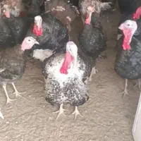 بوقلمون تازه بالغ محلی