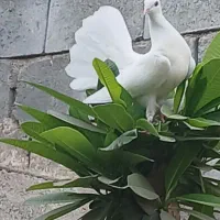 کبوتر هندی ودم چتری در رودان|پرنده|رودان, |دیوار