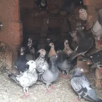 کبوتر پلاکی