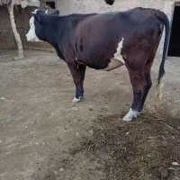 دویه آبستن