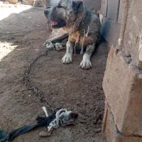 فروشی معاوضه با توله خوب مخصوص نگهبانی