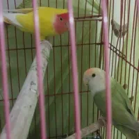 عروس هلندی طوطی برزیلی مرغ عشق