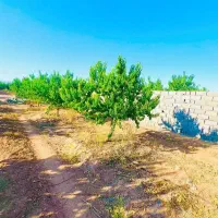 زمین باغ ویلا باغچه شاهنامه اقساطی معاوضه خودرو