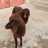 ۲راس بره نر و ماده