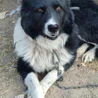 سگ قدرجونی|سگ|مبارکه, |دیوار