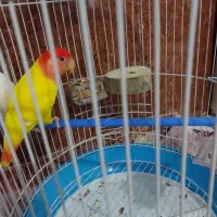 فروش طوطی برزیلی نر بشرط سلامت کامل یکساله|پرنده|بندر ماهشهر, |دیوار