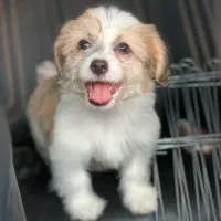 سگ شیتزو مالتیز