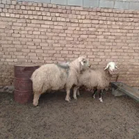 قوچ|حیوانات مزرعه|سمیرم, |دیوار