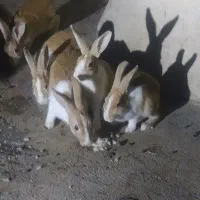 خرگوش|موش و خرگوش|زابل, |دیوار