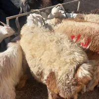 بره نر وماده بزغاله نر وماده اردکان